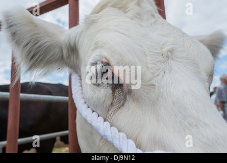 Close-up de tête de vache et de l'œil. Attaché à la plume de vache au salon de l'agriculture à Chepstow Wales UK Banque D'Images