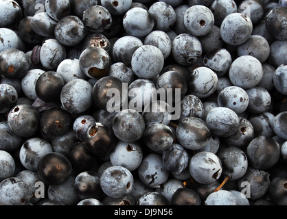 Prunelles - fruits du prunellier (Prunus spinosa) Banque D'Images