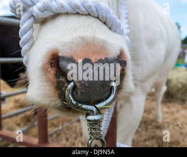 Close up de grande vache blanche avec anneau d'un note au stylo au salon de l'agriculture à Chepstow Wales UK. Banque D'Images