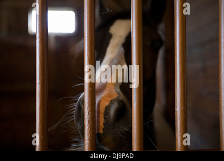 Close up of horse's nose in stall Banque D'Images