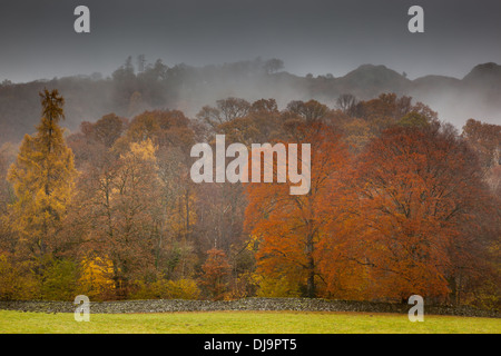 Couleurs d'automne le long de la rivière Brathay sous Loughrigg Fell, près de Ambleside, Lake District, Cumbria Banque D'Images