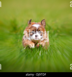 Chiot exécute plus d'un pré vert sur le photographe, l'image a été équipé d'un effet de zoom. Banque D'Images