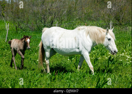 Cheval Camargue,blanc Equus ferus caballus, France Banque D'Images