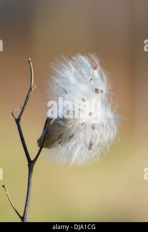 Asclepias syriaca, communément appelé l'asclépiade commune, fleur papillon, silkweed, soyeux avaler-millepertuis, et Virginia silkweed Banque D'Images