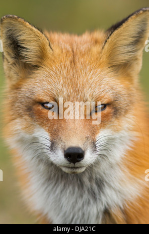 Spectaculaire red fox portrait Banque D'Images