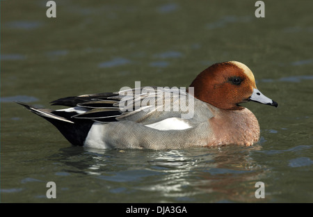 Canard siffleur (Anas penelope) mâle Banque D'Images