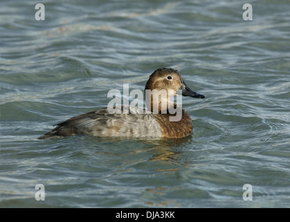 Pochard (femelle) Aythya ferina Banque D'Images