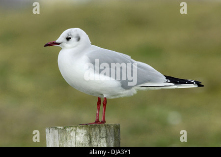 Mouette rieuse Chroicocephalus ridibundus adultes hiver Banque D'Images