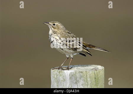 Meadow Pipit spioncelle Anthus pratensis Banque D'Images