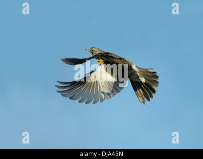 F Turdus Fieldfare Banque D'Images