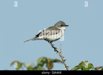 Fauvette grisette Sylvia curruca Lesser Banque D'Images