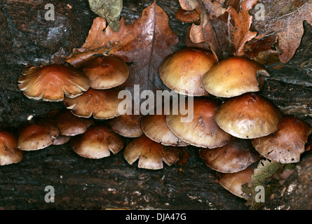 La souche commune, Brittlestem Psathyrella piluliformis, footballeur angolais. Banque D'Images