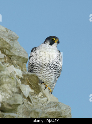 Falco peregrinus Peregrine Banque D'Images