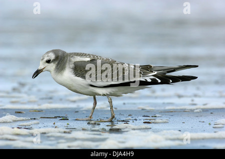 La Mouette de Sabine Xema sabini Banque D'Images