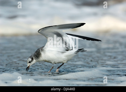 La Mouette de Sabine Xema sabini Banque D'Images