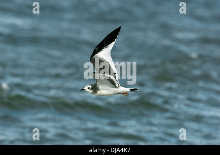 La Mouette de Sabine Xema sabini Banque D'Images