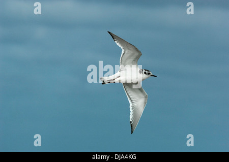 Mouette pygmée Hydrocoloeus minutus Banque D'Images