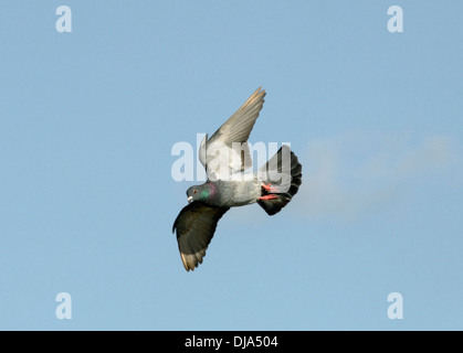 Pigeon ou le Pigeon biset Columba livia Banque D'Images