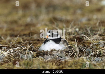 Gravelot Charadrius hiaticula Banque D'Images