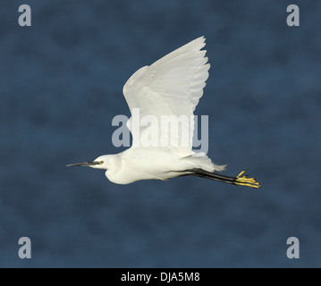 Aigrette garzette Egretta garzetta Banque D'Images