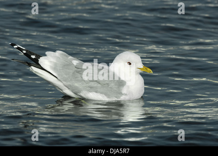 Goéland cendré Larus canus Banque D'Images