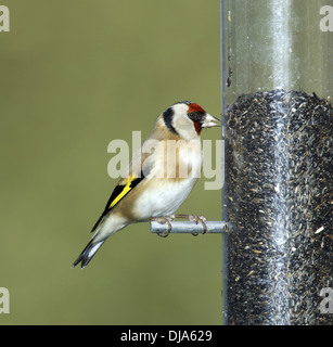 Goldfinch Carduelis carduelis Banque D'Images