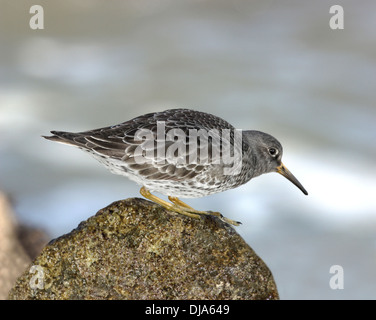 Bécasseau violet Calidris maritima Banque D'Images