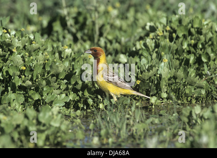 Bruant à tête rouge - Emberiza bruniceps Banque D'Images