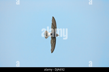 - Apus affinis Little Swift Banque D'Images