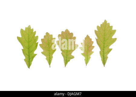 Ligne de cinq feuilles chêne anglais vert isolé sur fond blanc. Banque D'Images