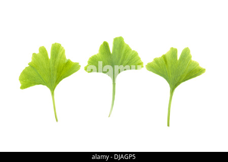 Trois feuilles de ginkgo biloba isolé sur fond blanc. Banque D'Images