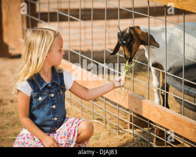 Caucasian girl feeding goat on farm Banque D'Images