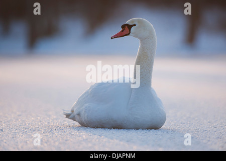 Mute Swan (Cygnus olor) sur un étang gelé, Thuringe, Allemagne Banque D'Images