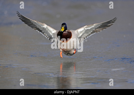 Le Canard colvert (Anas platyrhynchos), Drake, l'atterrissage sur un étang gelé, Thuringe, Allemagne Banque D'Images
