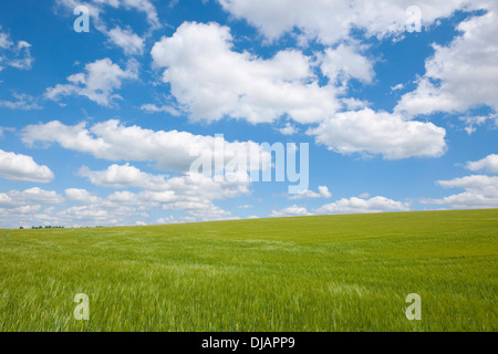 Champ d'orge (Hordeum vulgare) au printemps avec ciel bleu et les cumulus, Thuringe, Allemagne Banque D'Images