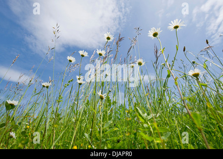 Oxeye Daisy (Leucanthemum vulgare), fleurs, Thuringe, Allemagne Banque D'Images