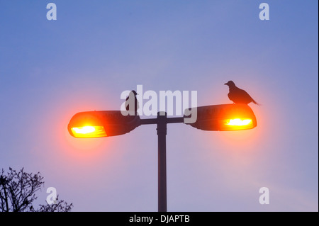 Deux corneilles (Corvus corone carrion) assis sur un lampadaire, Bavière, Allemagne Banque D'Images