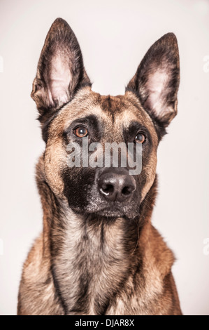 Chien Berger Belge Malinois ou chien, portrait, Allemagne Banque D'Images