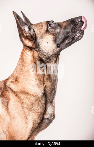 Malinois ou Berger Belge, mendicité, Allemagne Banque D'Images