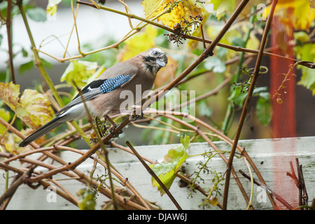 Eurasian jay assis sur une branche dans le jardin Banque D'Images