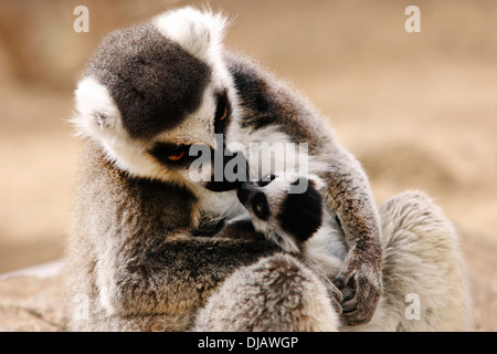 Ring-tailed lémuriens (Lemur catta) avec les jeunes, au zoo, Salzbourg, Autriche Banque D'Images