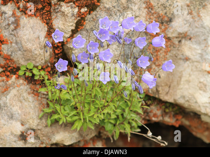Earleaf ou Fées' Bellflower Campanula cochleariifolia (DÉS), la floraison, Tyrol, Autriche Banque D'Images