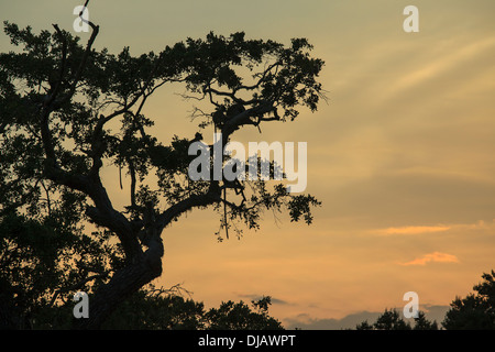 Le Singe assis dans un arbre au coucher du soleil Banque D'Images