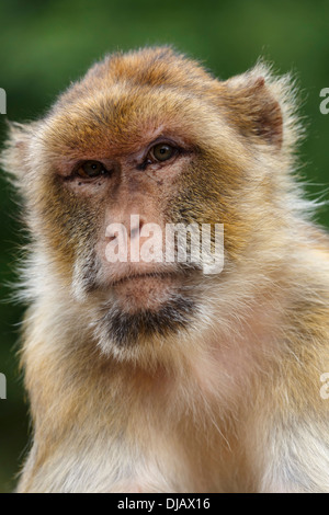 Macaque de Barbarie (Macaca sylvanus) au Parc Zoologique, Thuringe, Allemagne Banque D'Images