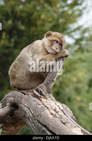 Macaque de Barbarie (Macaca sylvanus) au Parc Zoologique, Thuringe, Allemagne Banque D'Images