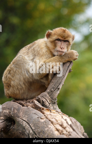 Macaque de Barbarie (Macaca sylvanus) au Parc Zoologique, Thuringe, Allemagne Banque D'Images