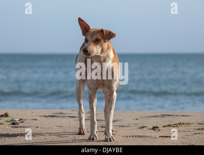 Sans-abri mignon chien errant sur la plage au Sri Lanka Banque D'Images