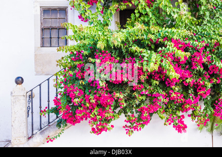 Entrée d'une maison envahie par les bougainvillées, alcantarilha, Algarve, PORTUGAL Banque D'Images