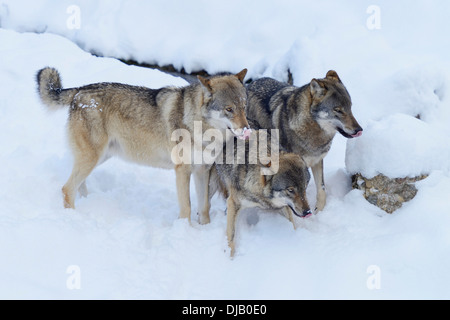 Les loups d'Europe (Canis lupus) dans la neige, Parc animalier de Goldau, Canton de Schwyz, Suisse Banque D'Images