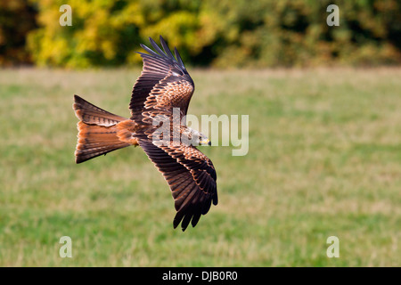 Red Kite Flying (Milvus milvus) dans le parc, parc de la faune Neuhaus Neuhaus im Solling, Basse-Saxe, Allemagne Banque D'Images